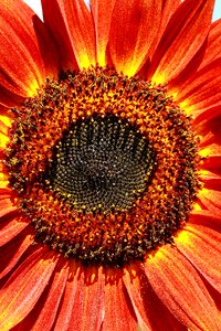 Flower of sunflower red flowers