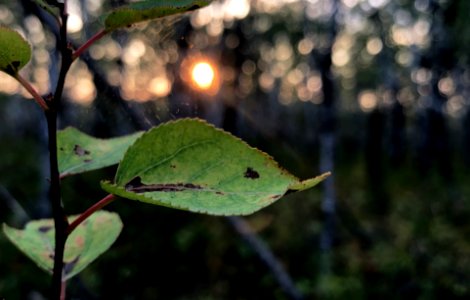 2020/366/249 To Catch The Light photo