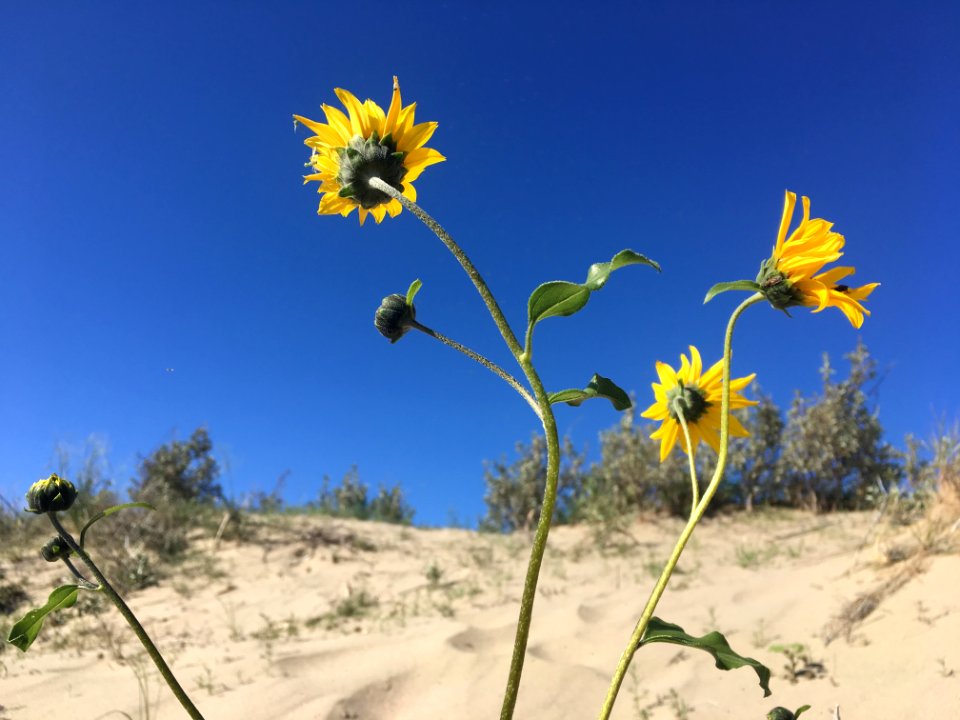 2019/365/230 Feet in the Sand, Heads in the Sky