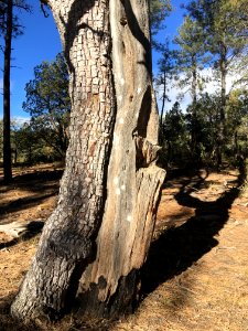 Split Personality Juniper