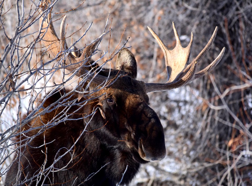 Moose at Seedskadee National Wildlife Refuge