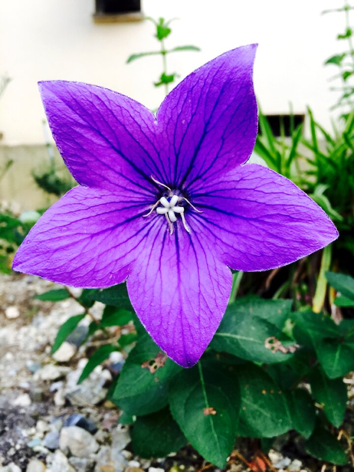 Lilac flower star garden