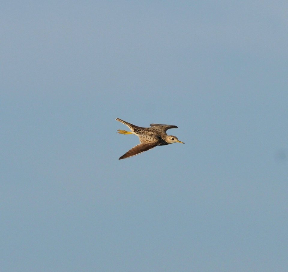 Upland Sandpiper, Scott Somershoe 3