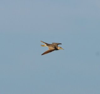 Upland Sandpiper, Scott Somershoe 3