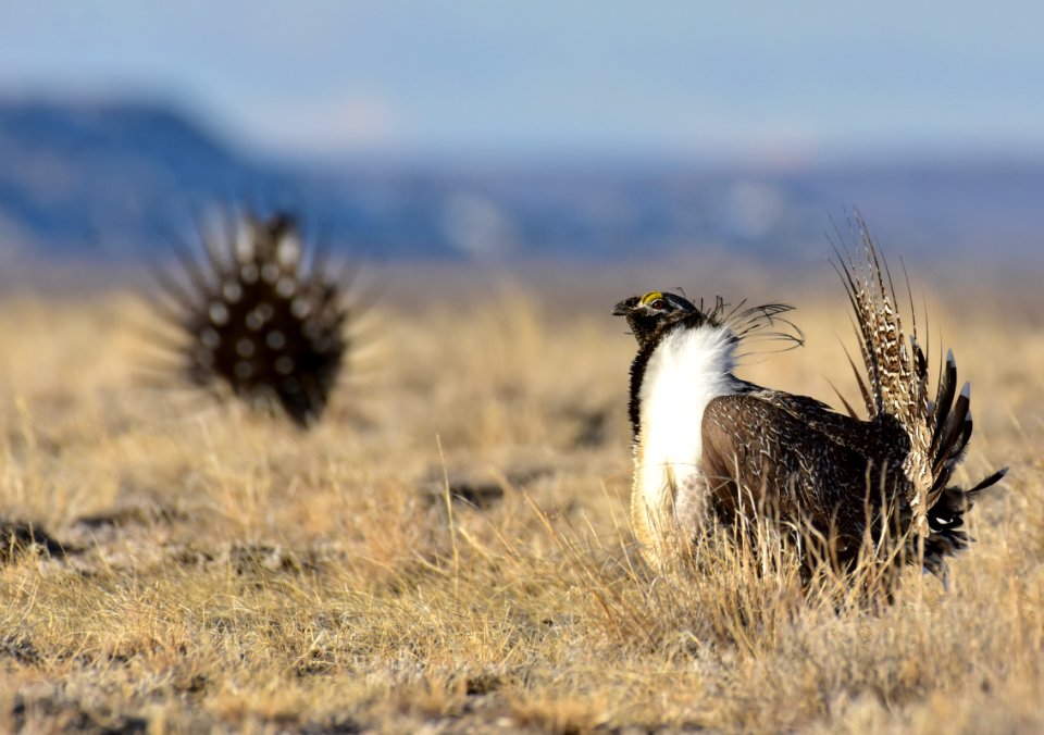Greater sage-grouse near Seedskadee National Wildlife Refuge