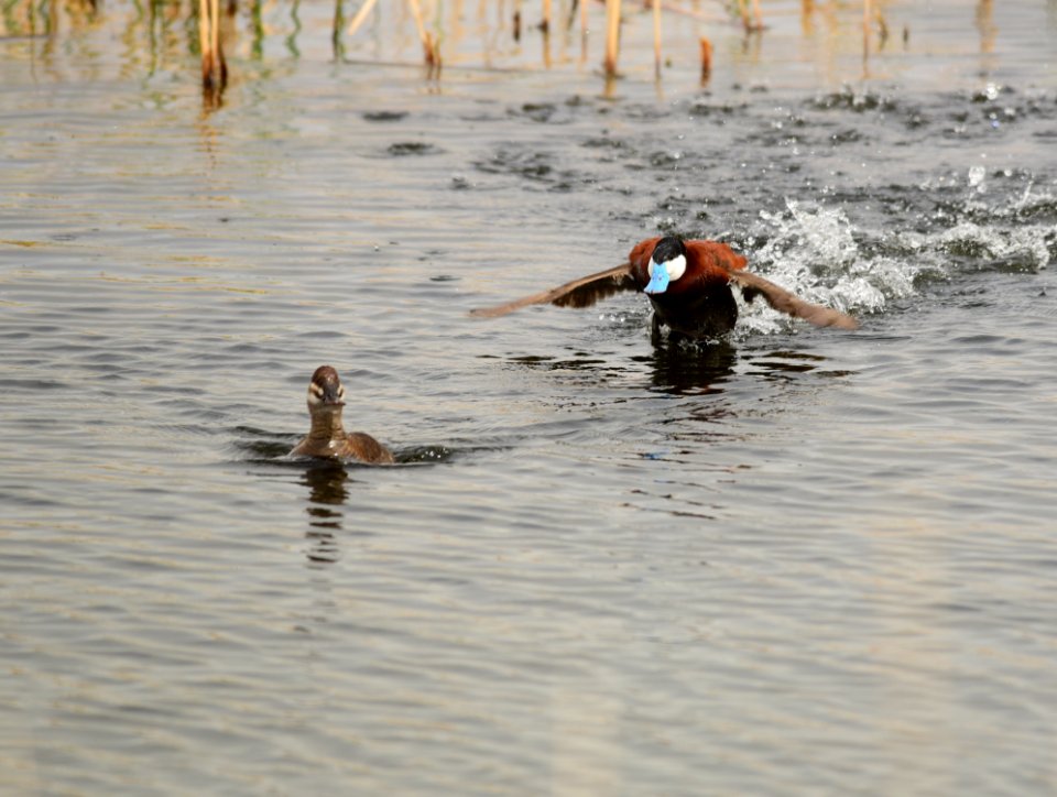 Ruddy duck at Seedskadee National Wildlife Refuge