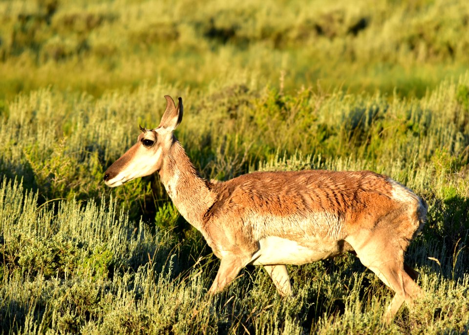 Pronghorn at Arapaho National Wildlife Refuge