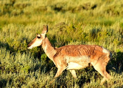 Pronghorn at Arapaho National Wildlife Refuge