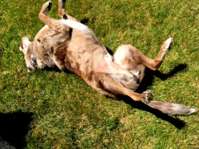 I Like This Grassy Yard photo