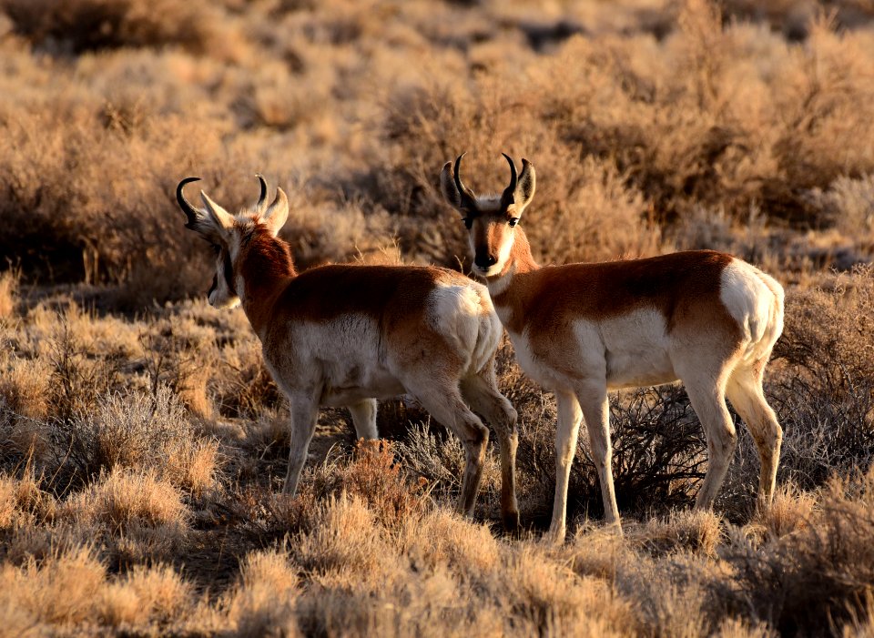 mammal pronghorn on Seedskadee NWR 1455