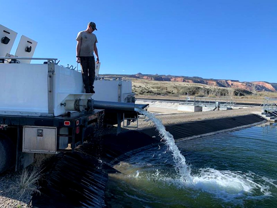 Stocking endangered fish into Horsethief Canyon Native Fish Facility outdoor grow-out ponds