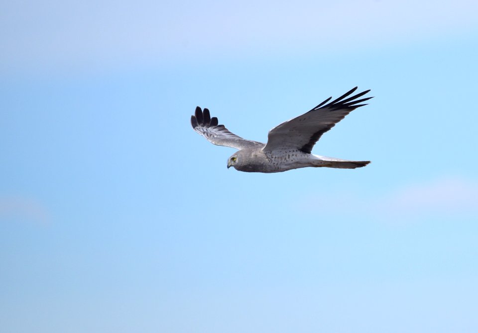 Northern harrier at Seedskadee National Wildlife Refuge