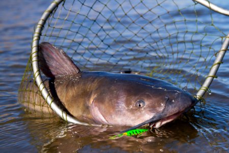 Channel Catfish in a Fishing Net