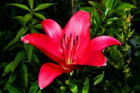 Lily red plant photo