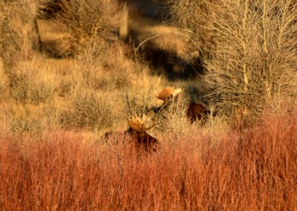 Moose at Seedskadee National Wildlife Refuge