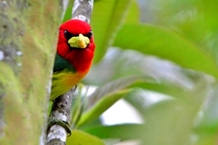 Eubucco bourcierii - Torito cabecirrojo - Red-headed Barbet photo