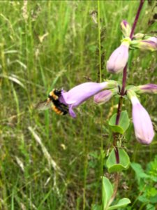 Shell leaf Penstemon