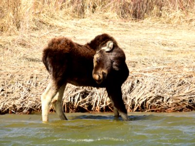 Bull moose at Seedskadee National Wildlife Refuge