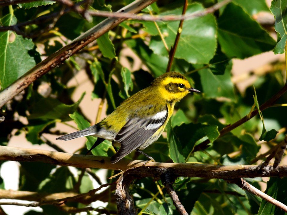 Townsend's warbler at Seedskadee National Wildlife Refuge