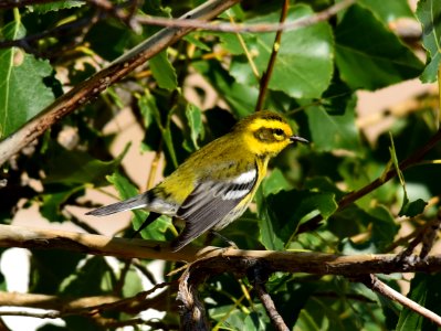 Townsend's warbler at Seedskadee National Wildlife Refuge