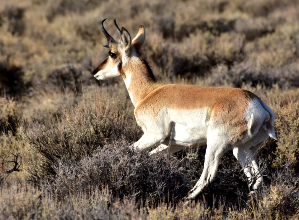 Pronghorn at Seedskadee National Wildlife Refuge