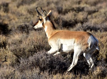 Pronghorn at Seedskadee National Wildlife Refuge