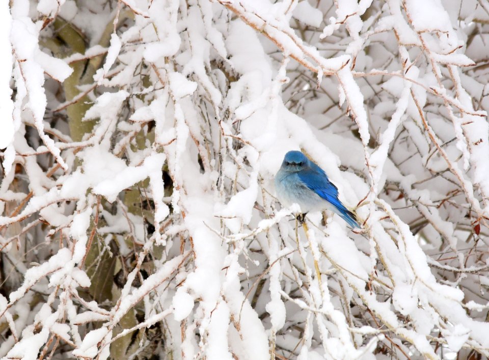 Mountain bluebirds in snow at Seedskadee National Wildlife Refuge
