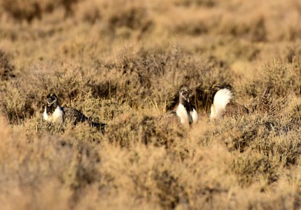 Greater sage-grouse at Seedskadee National Wildlife Refuge
