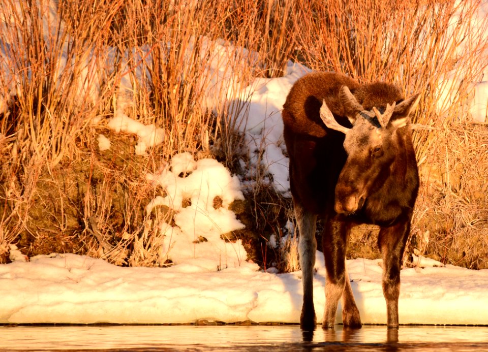 Moose at Seedskadee National Wildlife Refuge