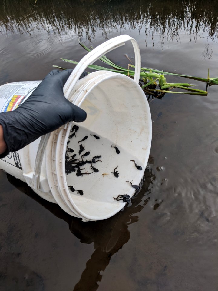Boreal Toad Release