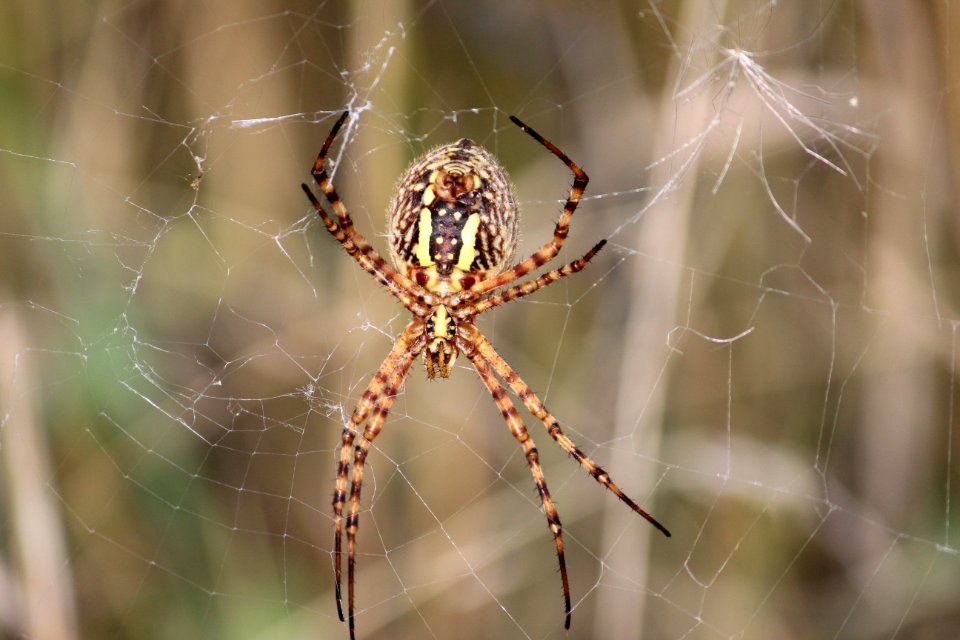 Banded Garden Spider