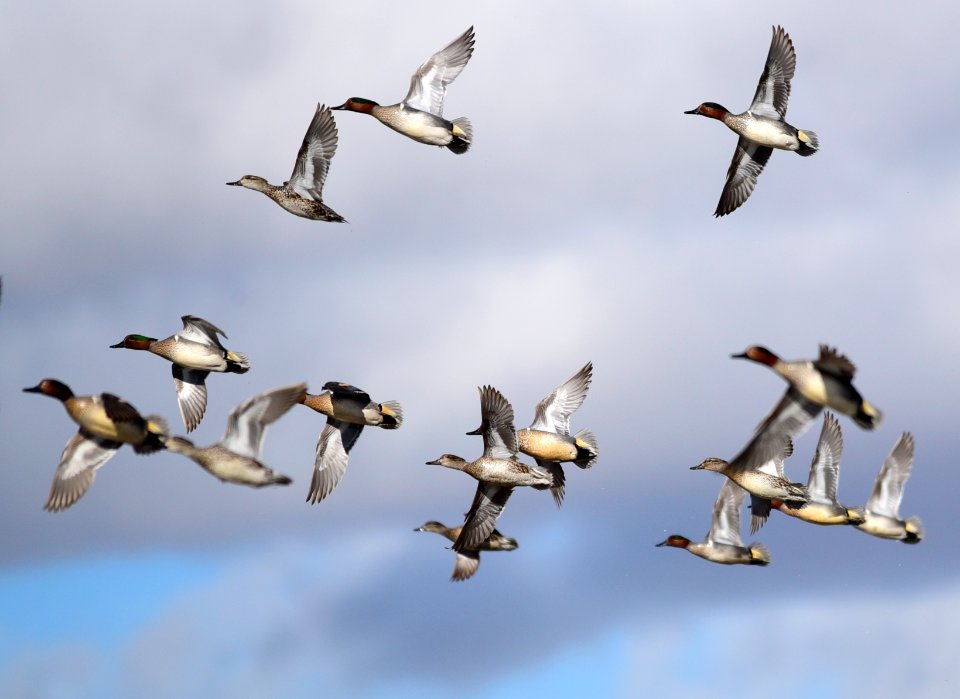 Green-winged teal on Seedskadee National Wildlife Refuge