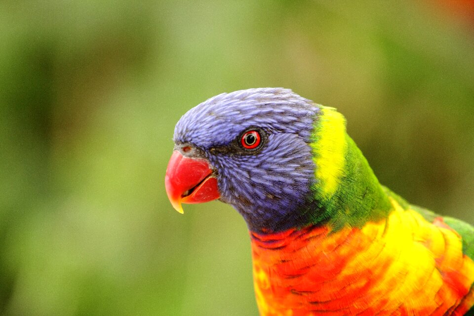 Feather bird head