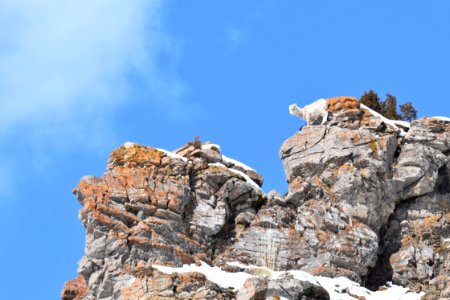 Bighorn Sheep Lamb