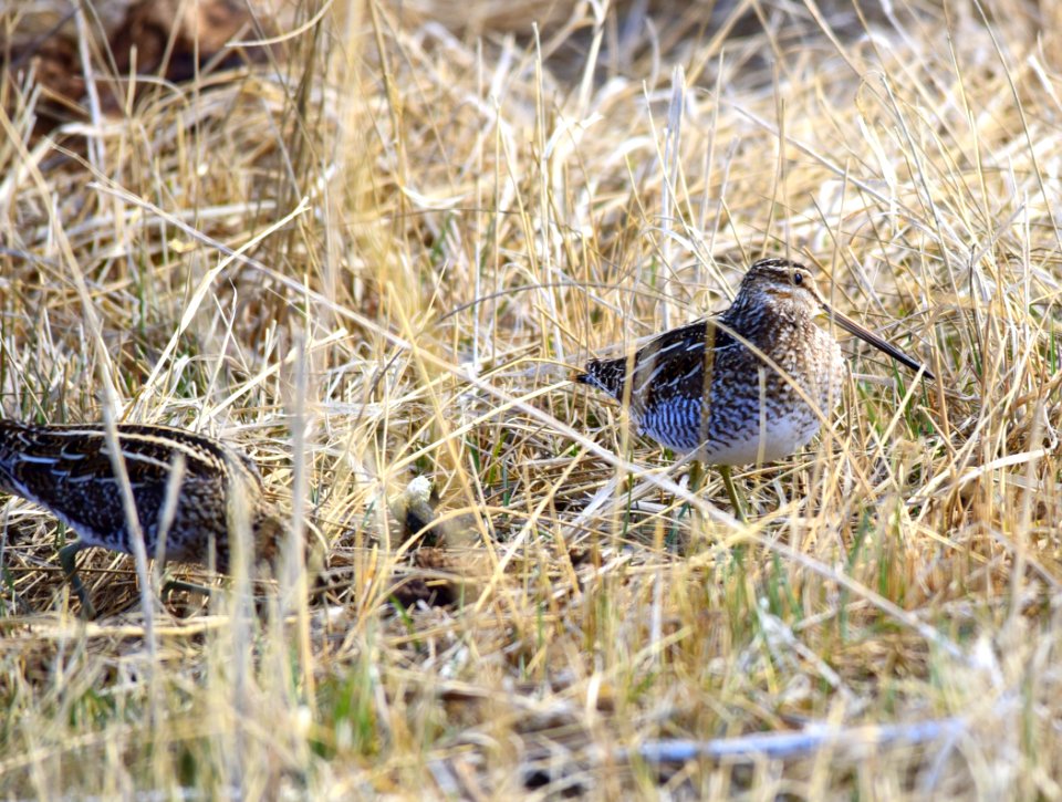 Wilson's snipe at Seedskadee National Wildlife Refuge
