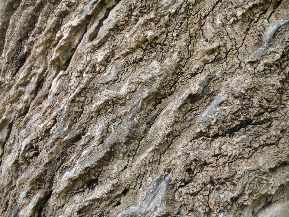 Nature wood tree bark