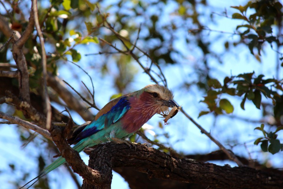 Lilac-breasted roller dining