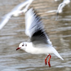 20210211 Eisskulpturen 172