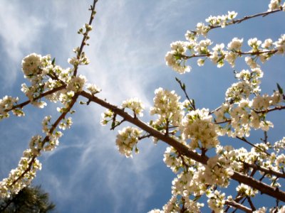Plum Tree Flowers photo