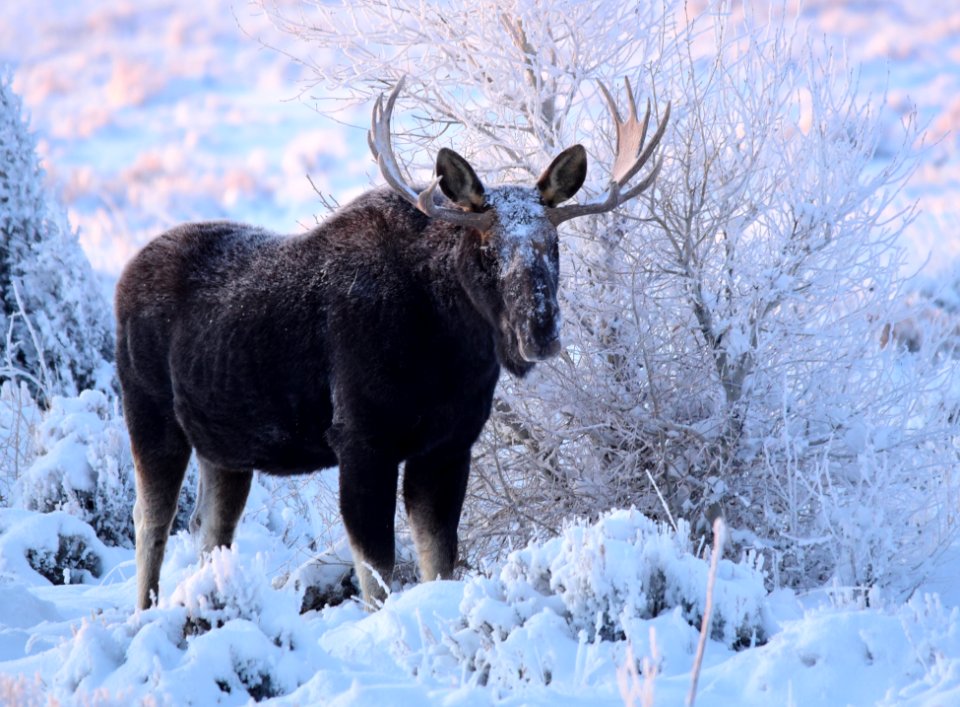 Moose at Seedskadee National Wildlife Refuge