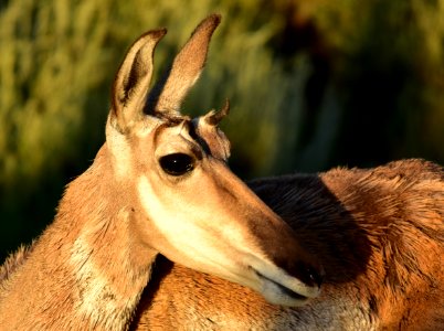 Pronghorn at Arapaho National Wildlife Refuge
