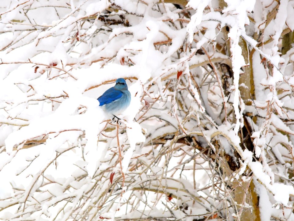 Mountain bluebirds in snow at Seedskadee National Wildlife Refuge