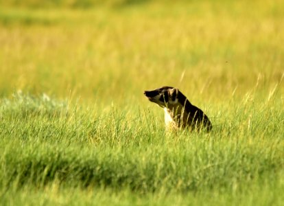 American badger at Arapaho National Wildlife Refuge