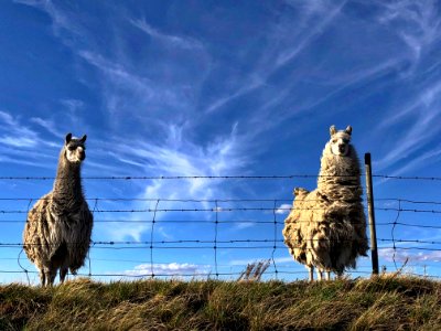 Llama Time! photo