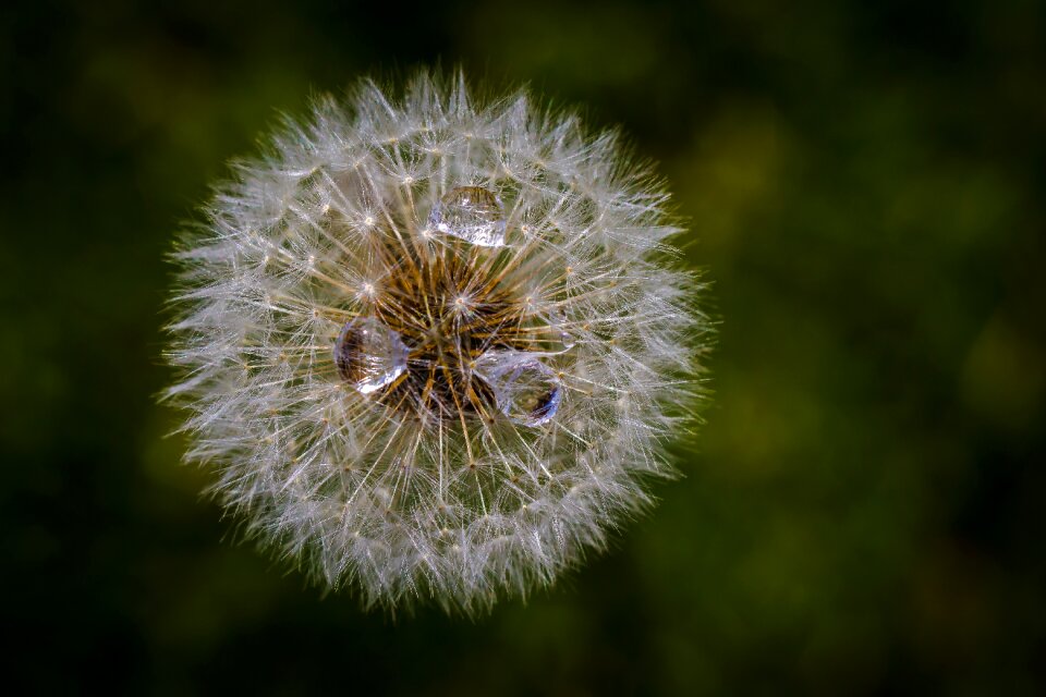 Meadow flower flying seeds