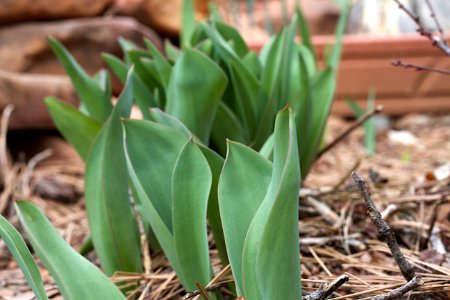 Tulip Party!