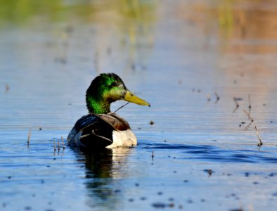 Mallard at Seedskadee National Wildlife Refuge photo