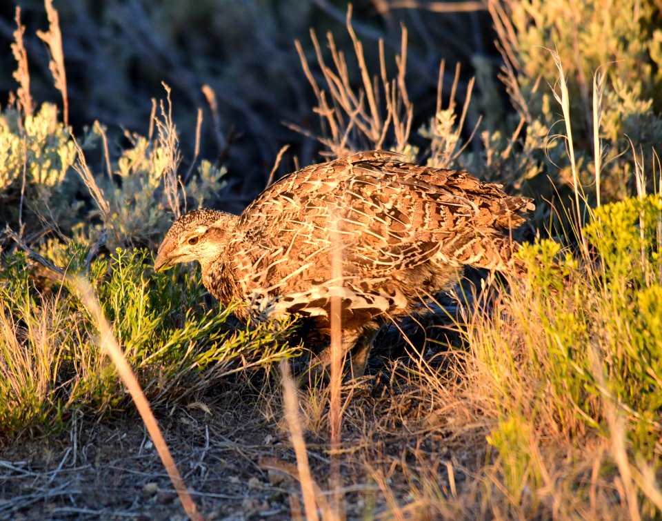 Greater sage-grouse at Seedskadee National Wildlife Refge