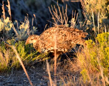 Greater sage-grouse at Seedskadee National Wildlife Refge