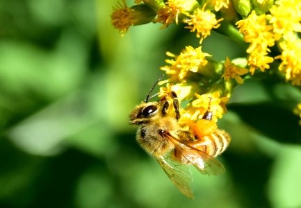 Honey bee along Bear River in Wyoming photo